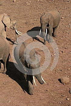 Elephant tusks in kenya
