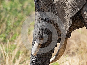 Elephant tusks and lower face photo