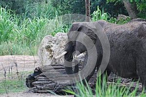 Elephant with Tusks Roaming in the Wilds