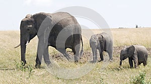 Elephant and two calves photo