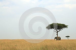 Elephant under Acacia Tree