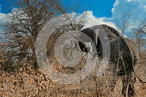 Elephant uprooting a tree