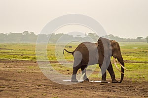 Elephant urinating in Amboseli Park