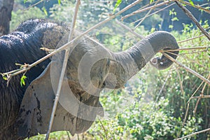 An elephant is using its trunk to pull out bamboo for food.