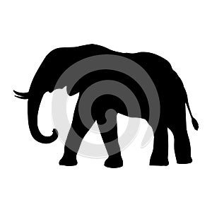 Elephant vector illustration black silhouette