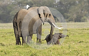 Elephant with very new born calf