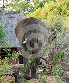 Elephant visitor in camp with a thatched lodge in the background