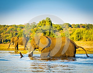 Elephant Wading Across Chobe River Botswana