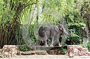 Elephant walk on the tightrope