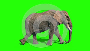 Elephant Walkcycle Short Tusks Loop Side Green Screen 3D Rendering Animation 4K