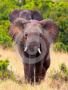 Elephant walking