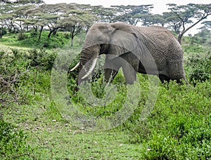 Elephant Walking