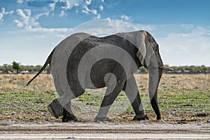 Elephant walking on an African savannah, with beautiful sunset light. Etosha. Namibia.