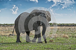 Elephant walking on an African savannah, with beautiful sunset light. Etosha. Namibia.