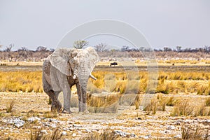 Elephant walking in the african wilderness