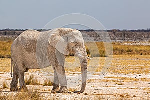 Elephant walking in the african wilderness