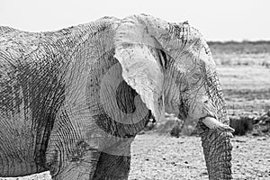 Elephant walking in the african wilderness