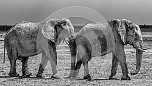 Elephant walking in the african wilderness