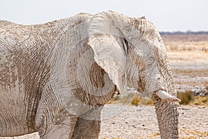 Elephant walking in the african wilderness