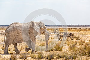 Elephant walking in the african wilderness