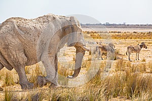 Elephant walking in the african wilderness