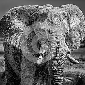 Elephant walking in the african wilderness