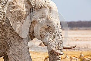 Elephant walking in the african wilderness