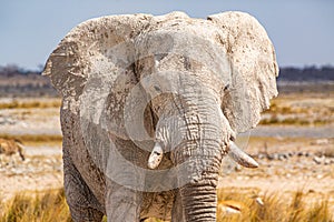 Elephant walking in the african wilderness