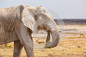 Elephant walking in the african wilderness