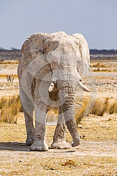 Elephant walking in the african wilderness