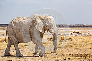 Elephant walking in the african wilderness