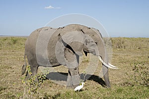 Elephant walking with aigrette