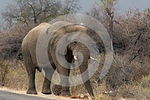 Elephant walking along tared road