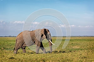 Elephant Walking Through Amboseli Field