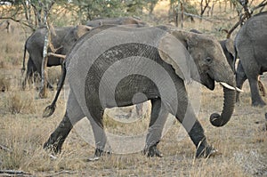 Elephant walking amongst other elephants photo