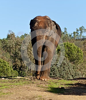 Elephant walking through animal park in semi-freedom photo
