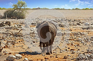 Elephant walking away from camera onto the African Savannah