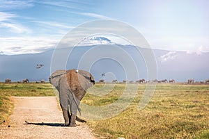 Elephant Walking Away to Mt Kilimanjaro