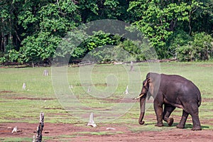 Elephant walking back