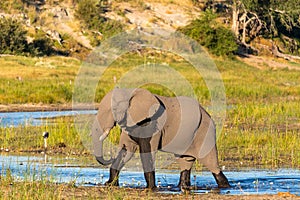 An elephant is walking through the Boteti river