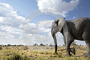 Elephant walking in the bush.