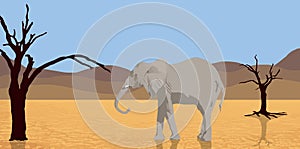 Elephant walking in desert