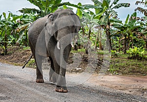 Elephant walking on a dirt road near the forest.Thailand