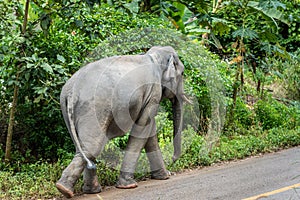 Elephant walking on a dirt road near the forest.Thailand