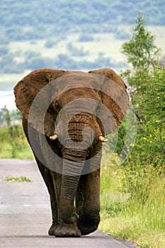 Elephant walking down road