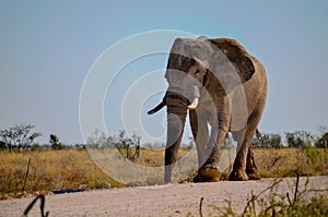 Elephant walking down the road