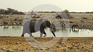 Elephant walking in Etosha National Park
