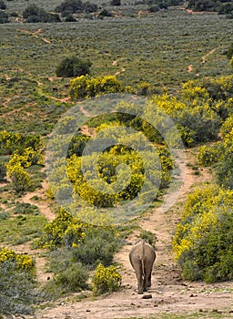 Elephant walking in field of yellow flowers.