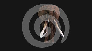 Elephant Walking, Front View Seamless Loop, Luma Matte