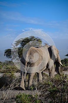 Elephant walking with Kilimanjaro in the background